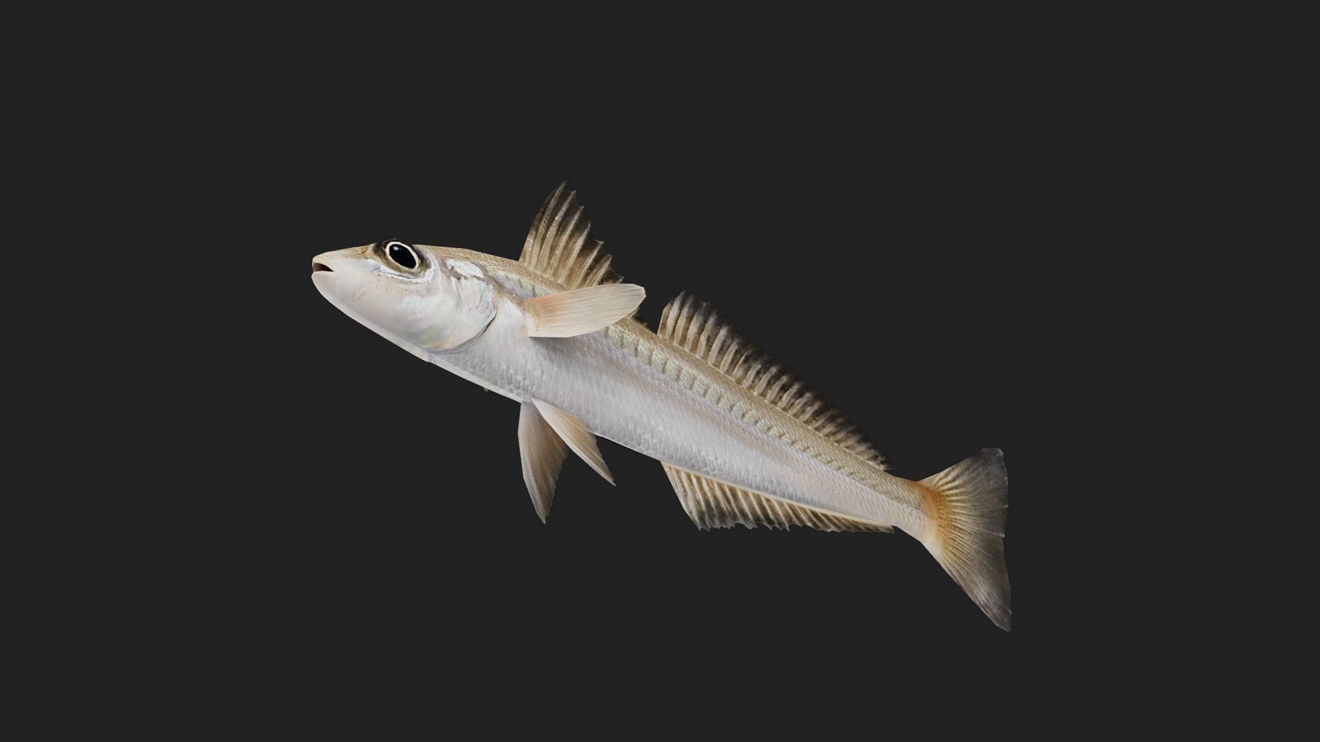 Silversillago Low-poly 3D model_4