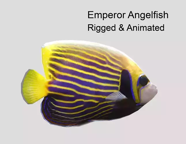 Emperor Angelfish Realistic Animated Low-poly 3D model