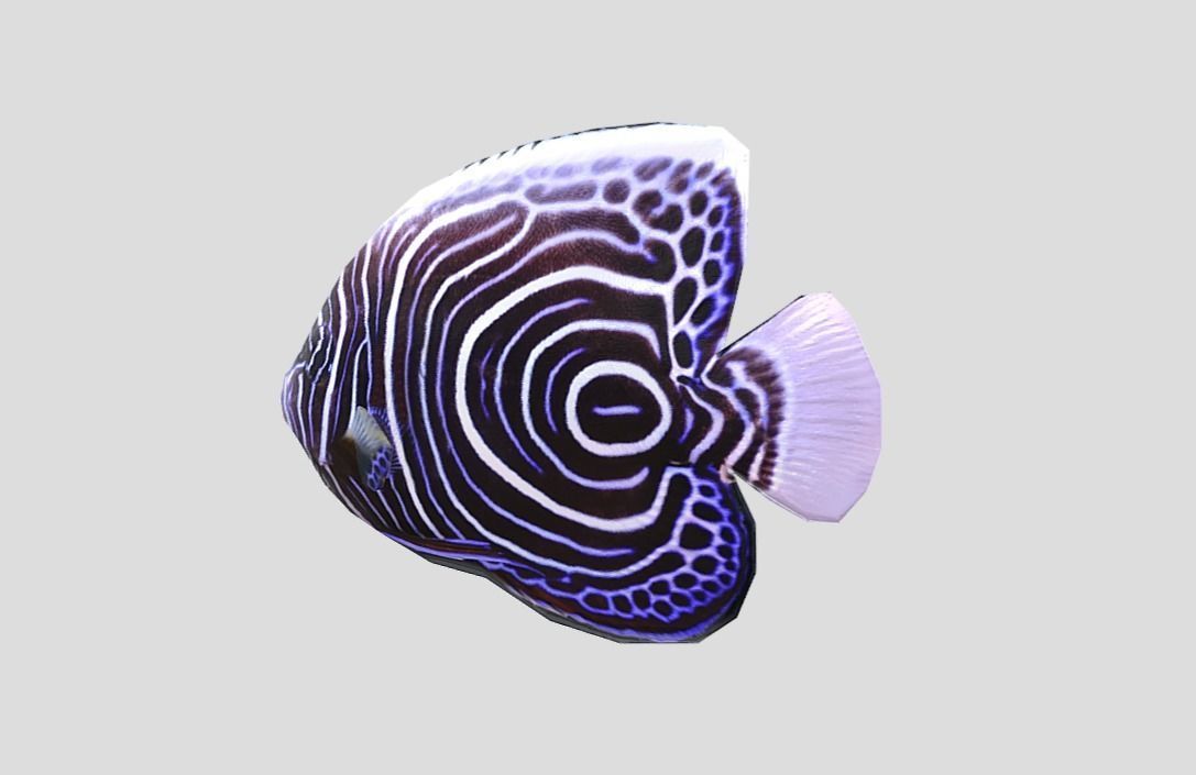 Emperor Angelfish Realistic Animated Low-poly 3D model_3