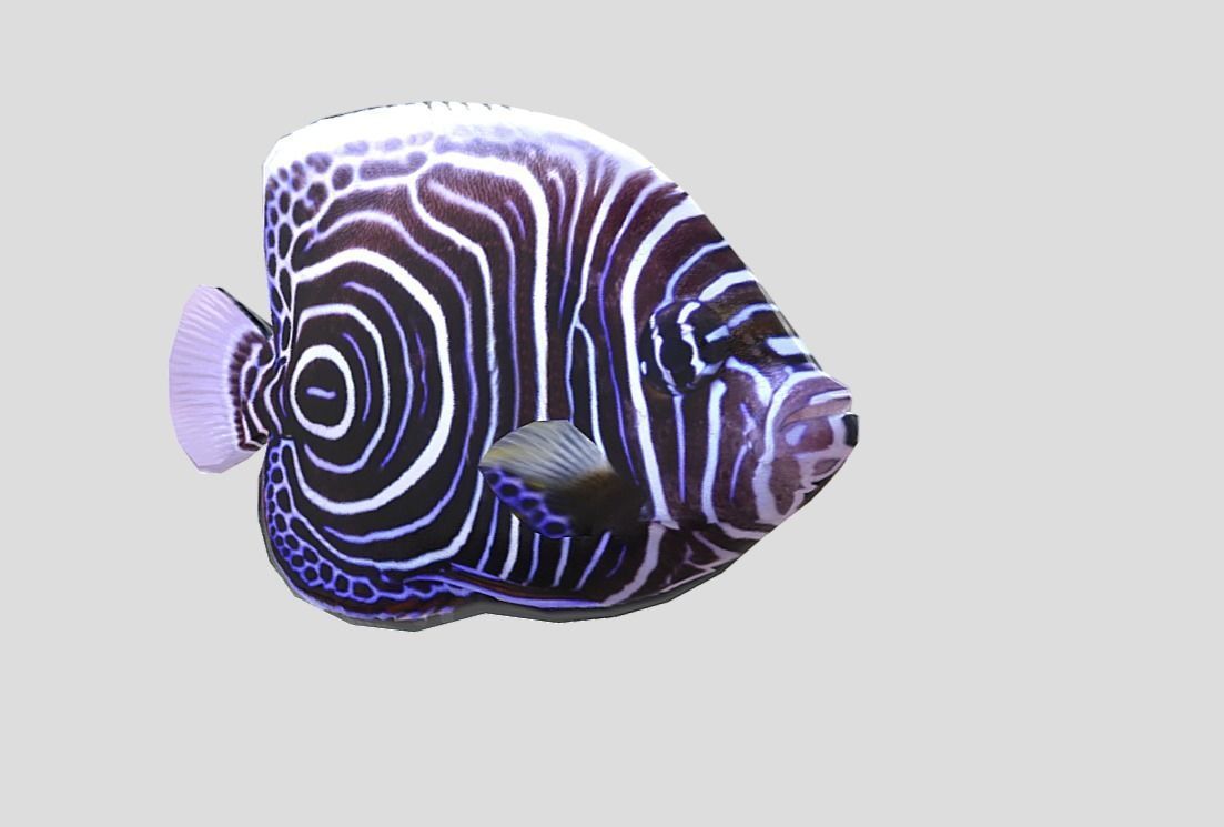 Emperor Angelfish Realistic Animated Low-poly 3D model_4