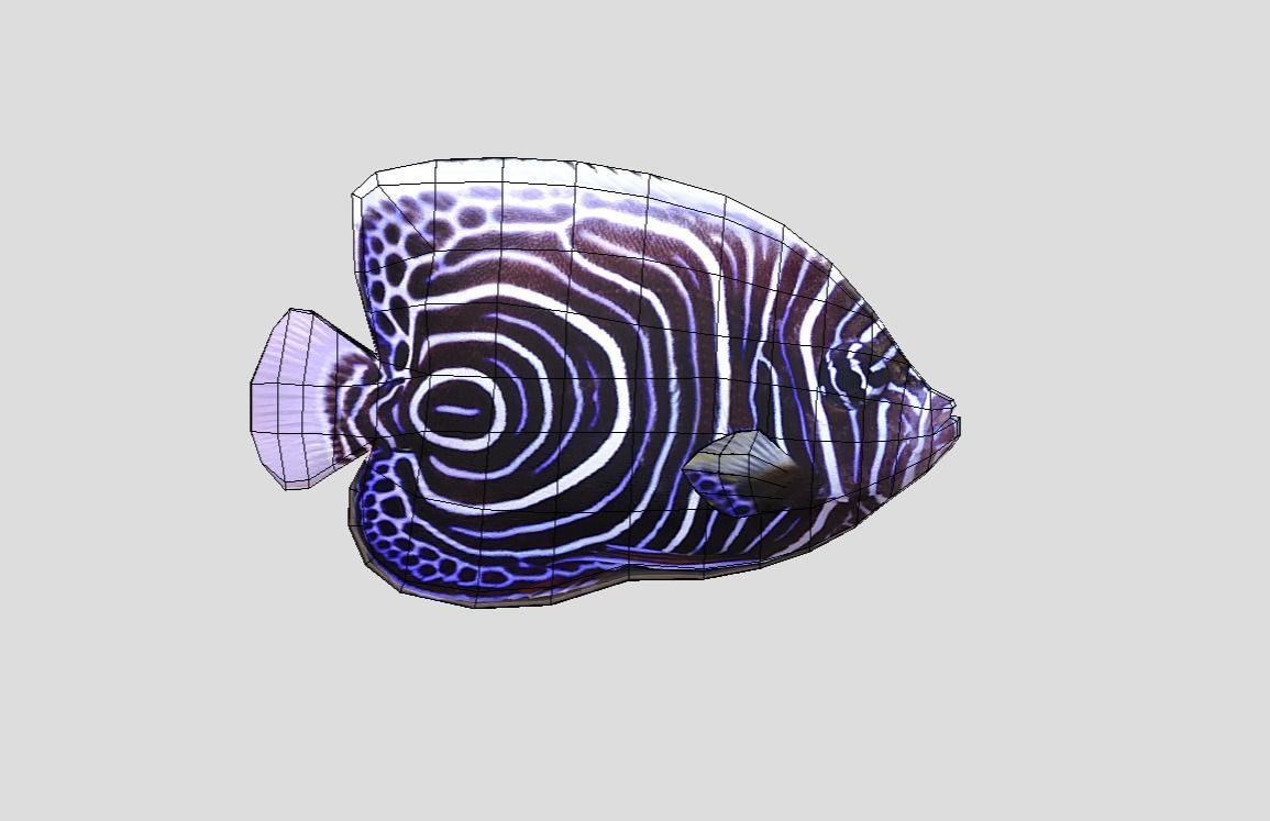 Emperor Angelfish Realistic Animated Low-poly 3D model_1