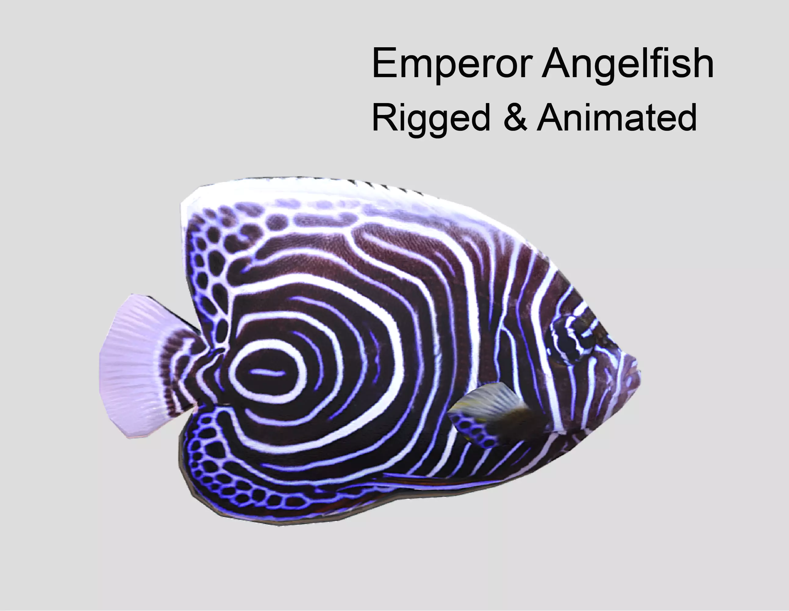 Emperor Angelfish Realistic Animated Low-poly 3D model_0