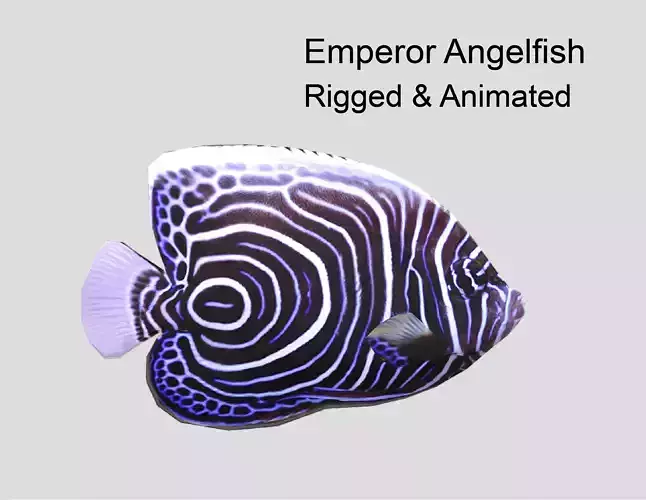 Emperor Angelfish Realistic Animated Low-poly 3D model