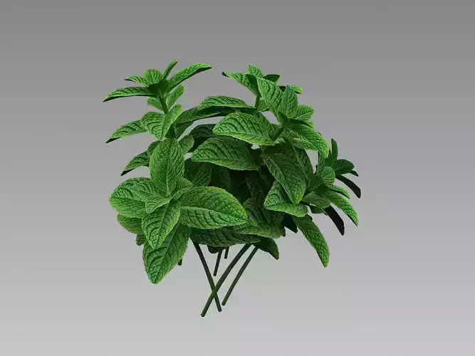 Hung Mint 3D Model