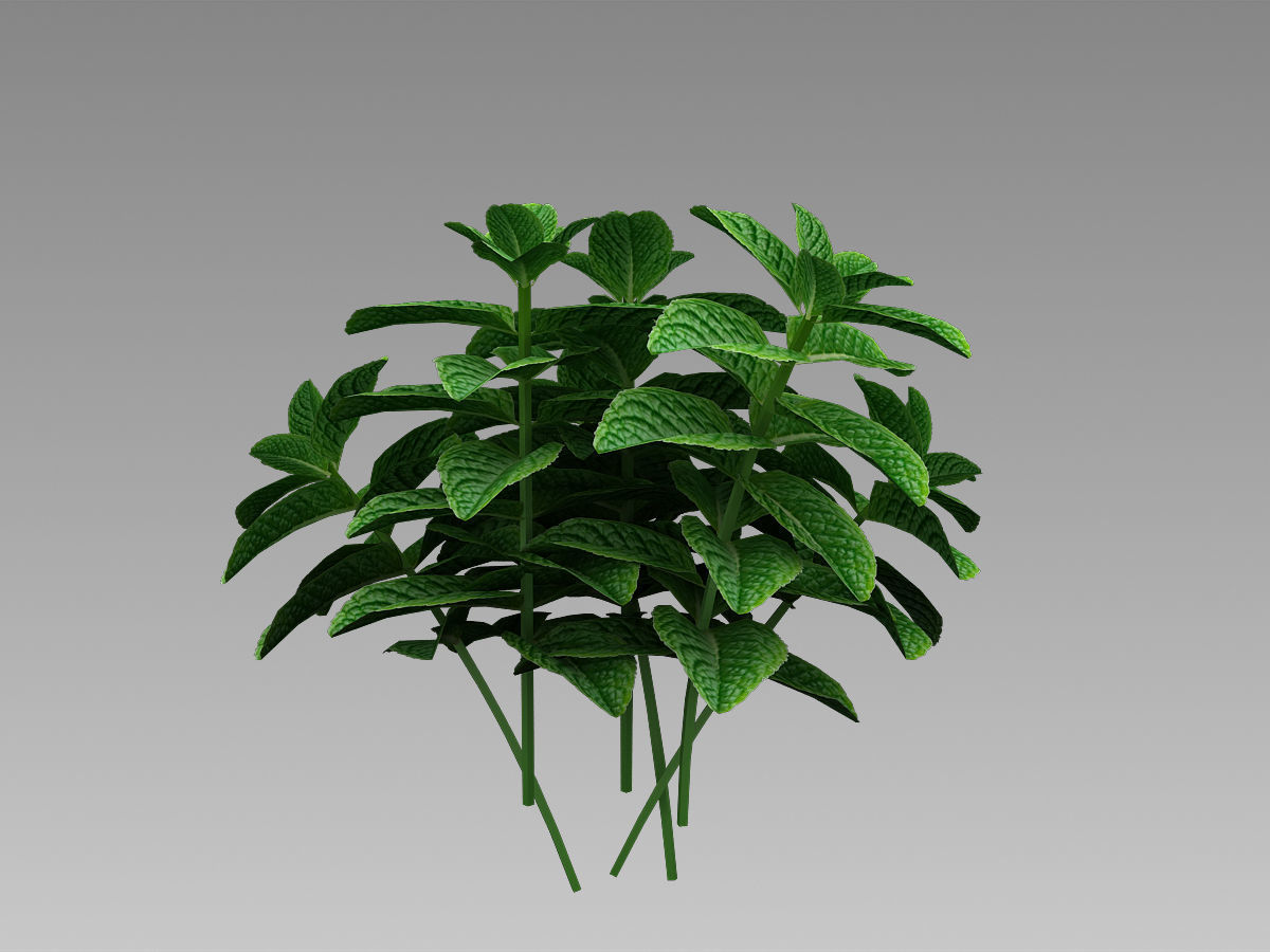 Hung Mint 3D Model Free 3D model_1