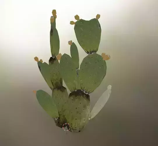 cactus tree Low-poly 3D model