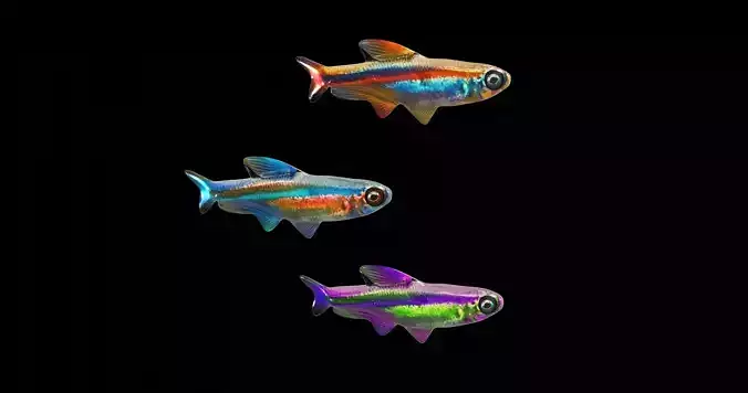 3D Animated And Textured And Fully Rigged Tetra Fish Models 3D model