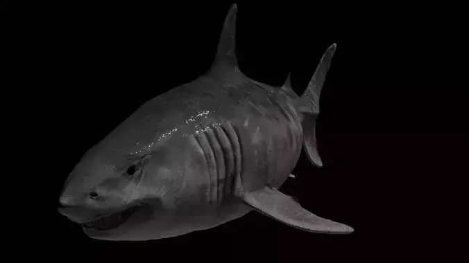 Megalodon Low-poly 3D model