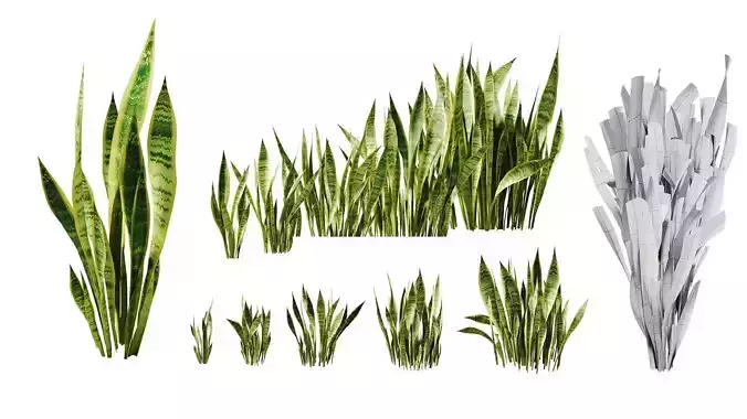 Sansevieria Bush Collection - HighQuality - LowPoly - PBR