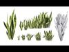 Sansevieria Bush Collection - HighQuality - LowPoly - PBR Low-poly 3D model_1