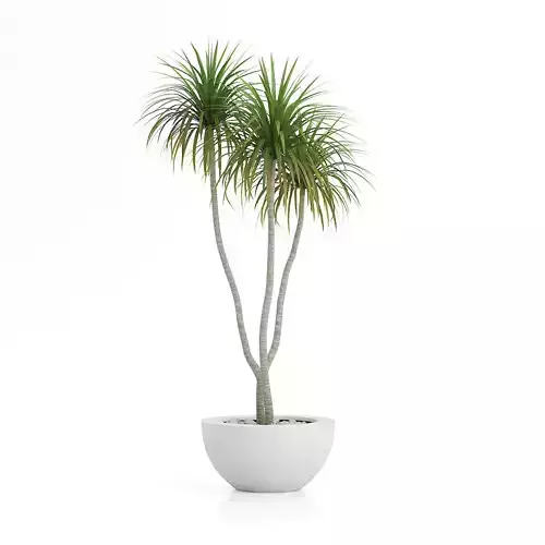 house plant