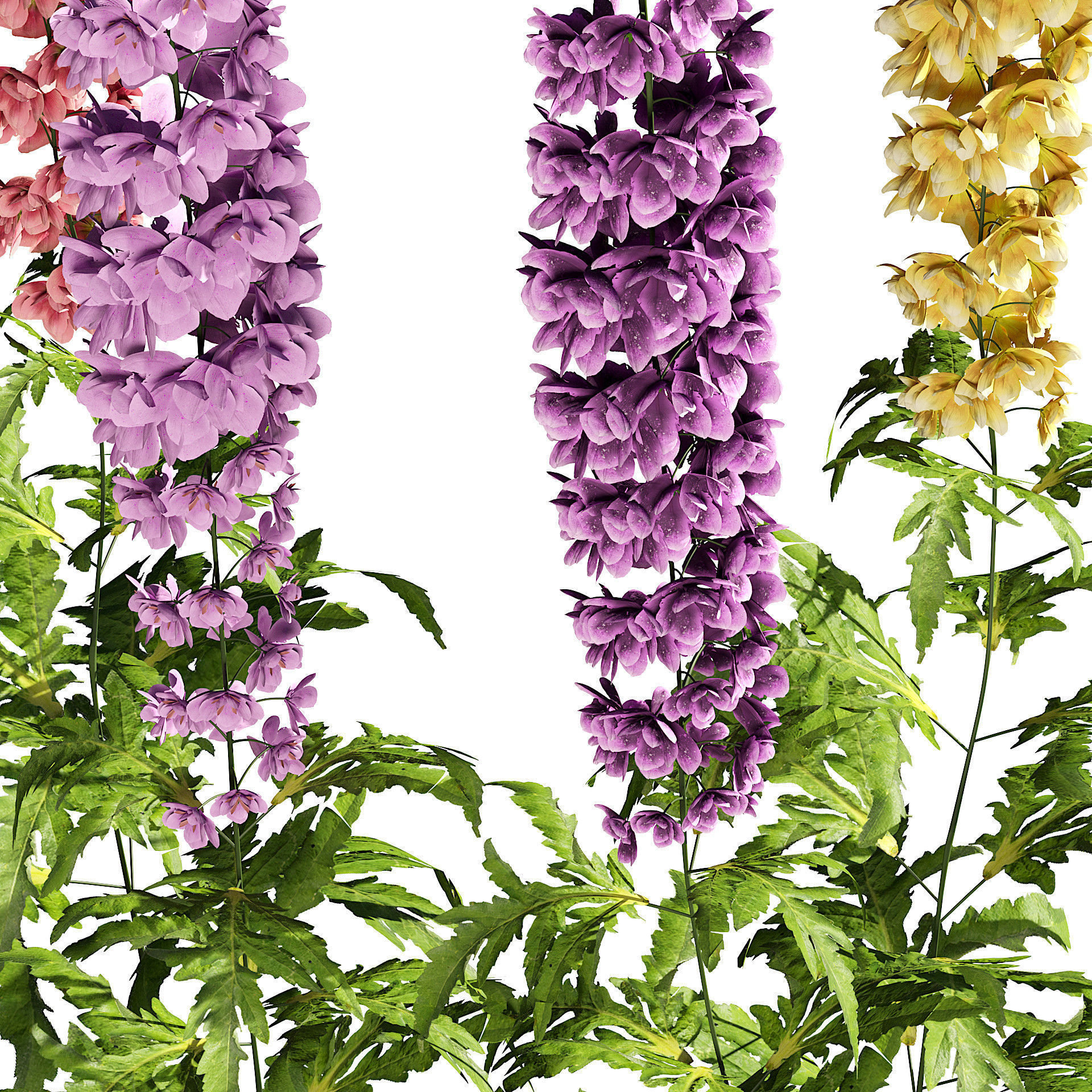 Colorful Guardian Larkspur flowers 3d model Low-poly 3D model_5