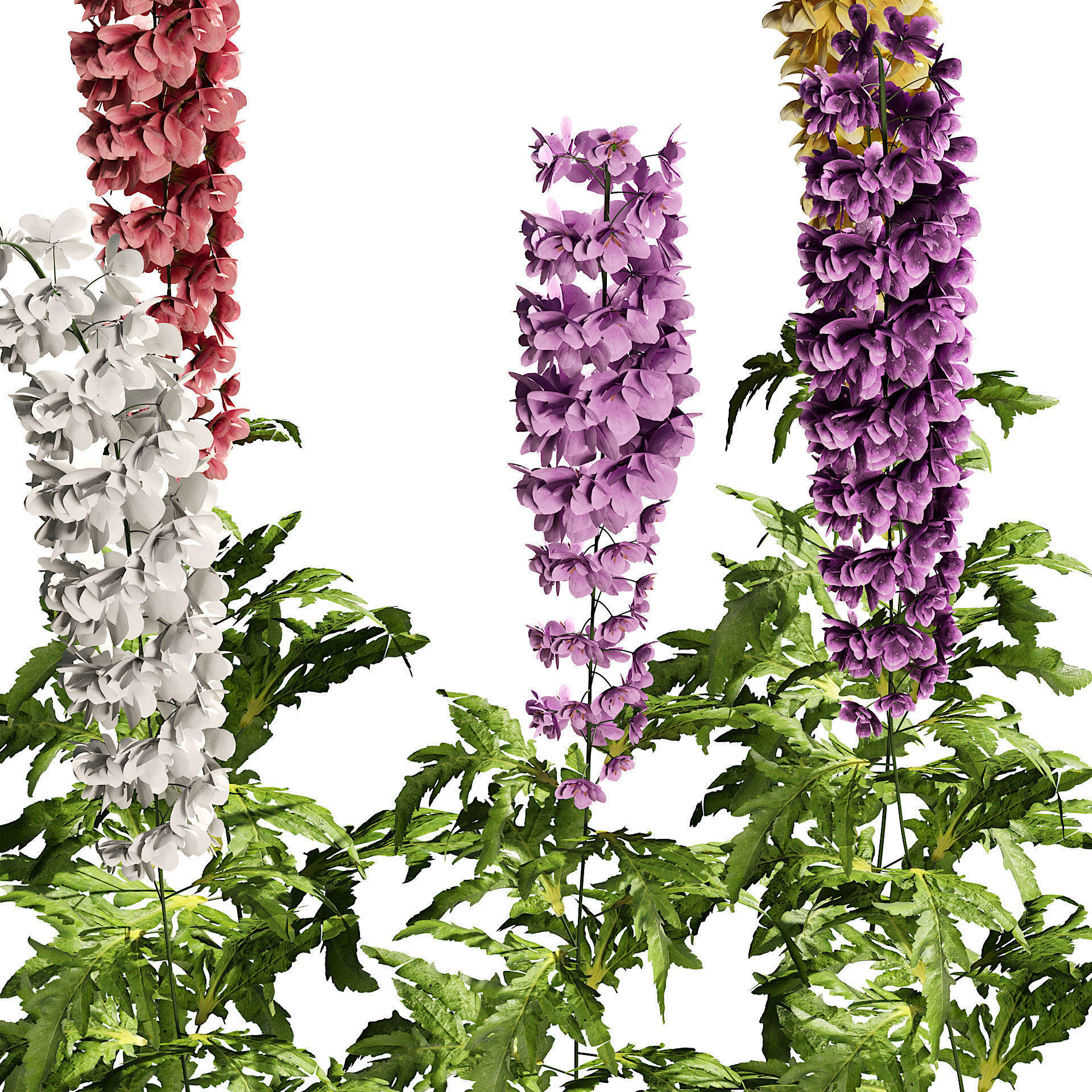Colorful Guardian Larkspur flowers 3d model Low-poly 3D model_2