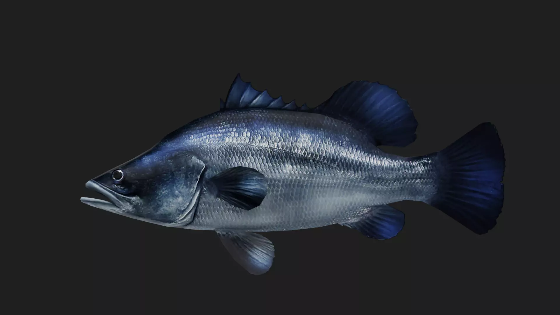 Bass fish Low-poly 3D model_0