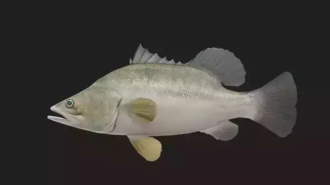 Bass fish Low-poly 3D model