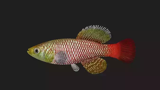 Killi fish
