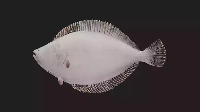 Flat fish