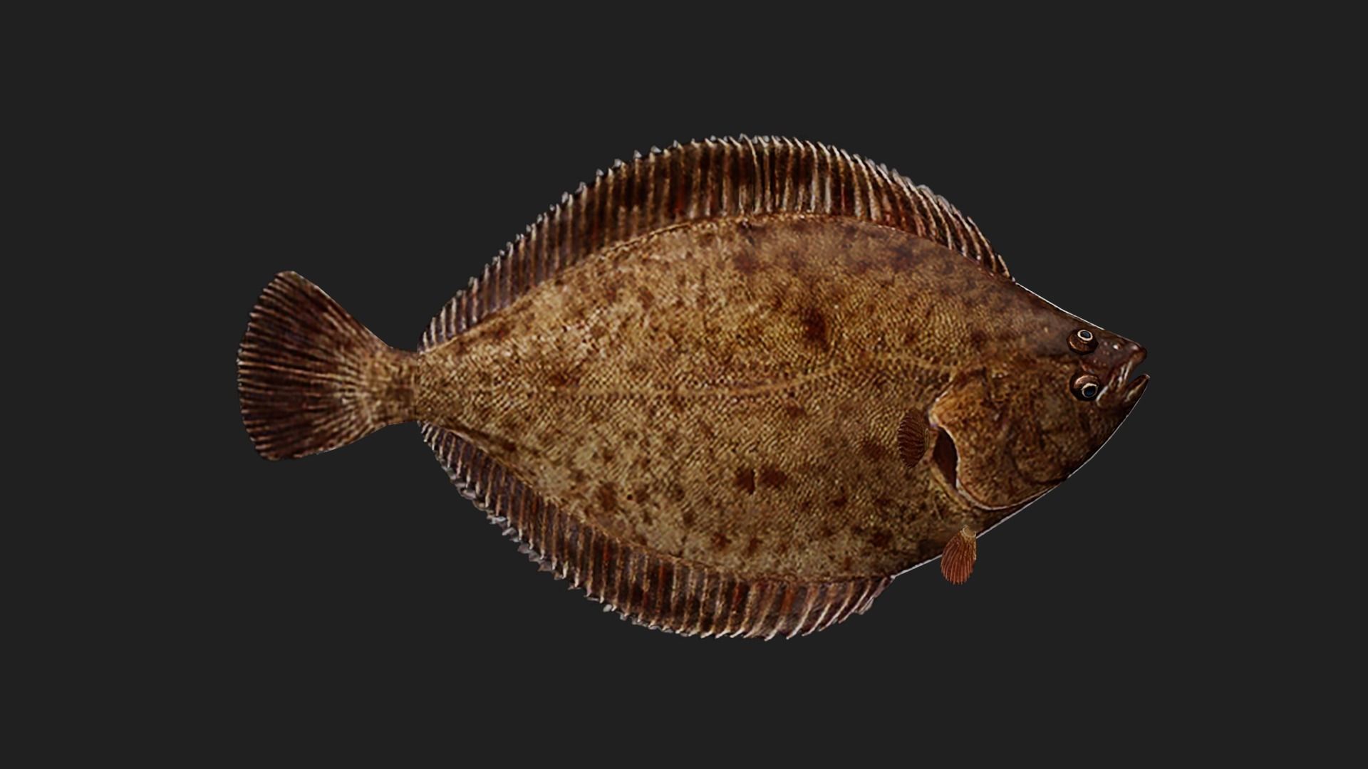 Flat fish Low-poly 3D model_2