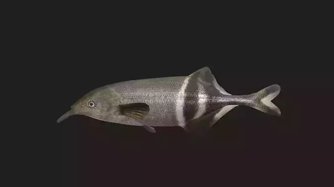 Elephantfish
