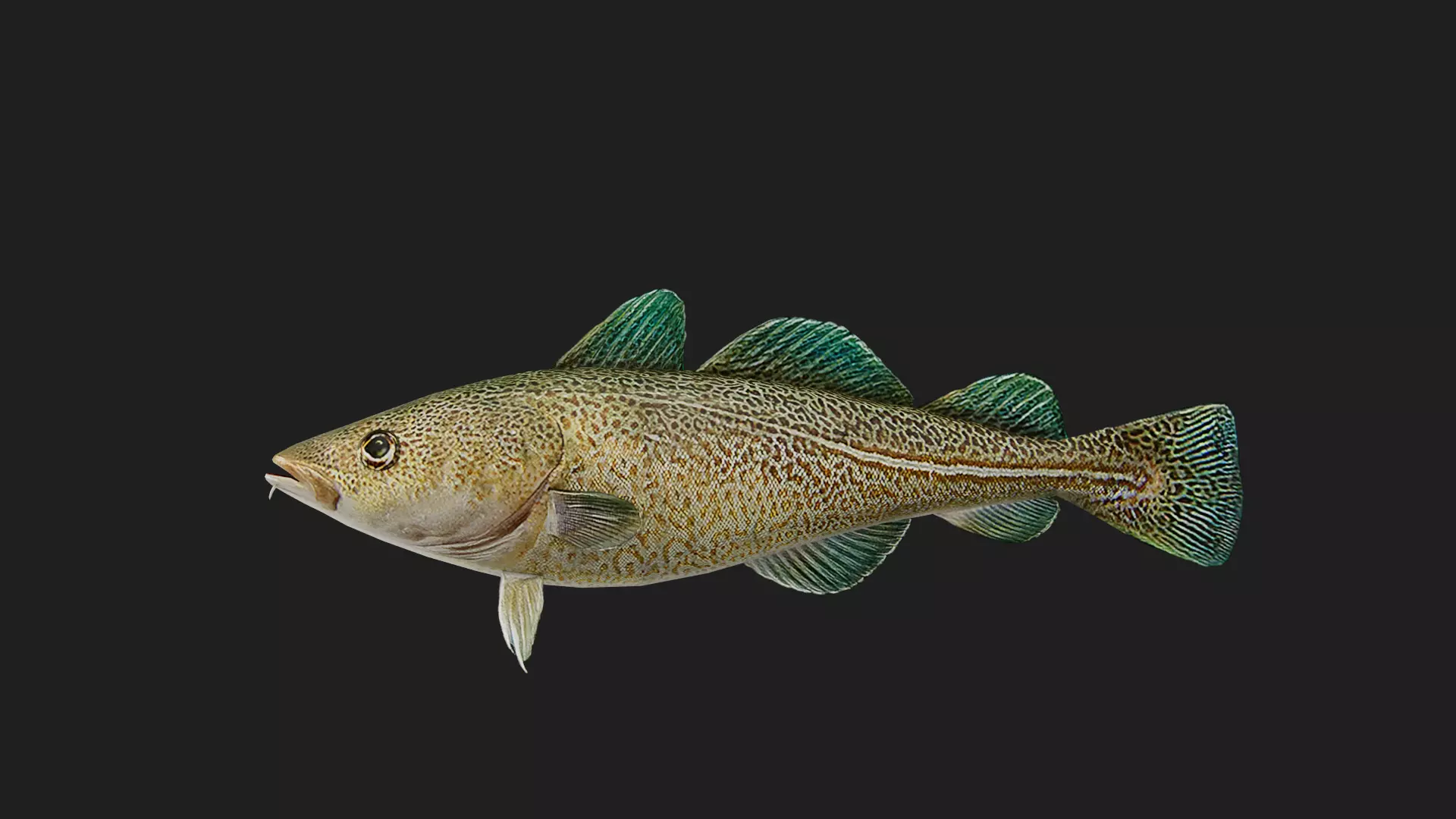 Greenlandcod Low-poly 3D model_0