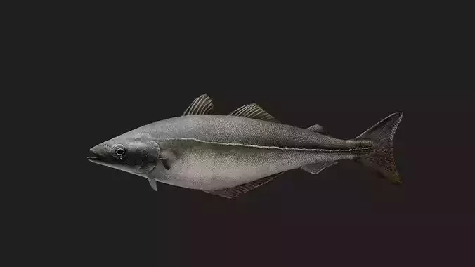 Coalfish