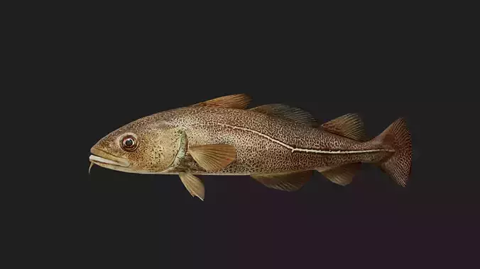 Arcticcod Low-poly 3D model