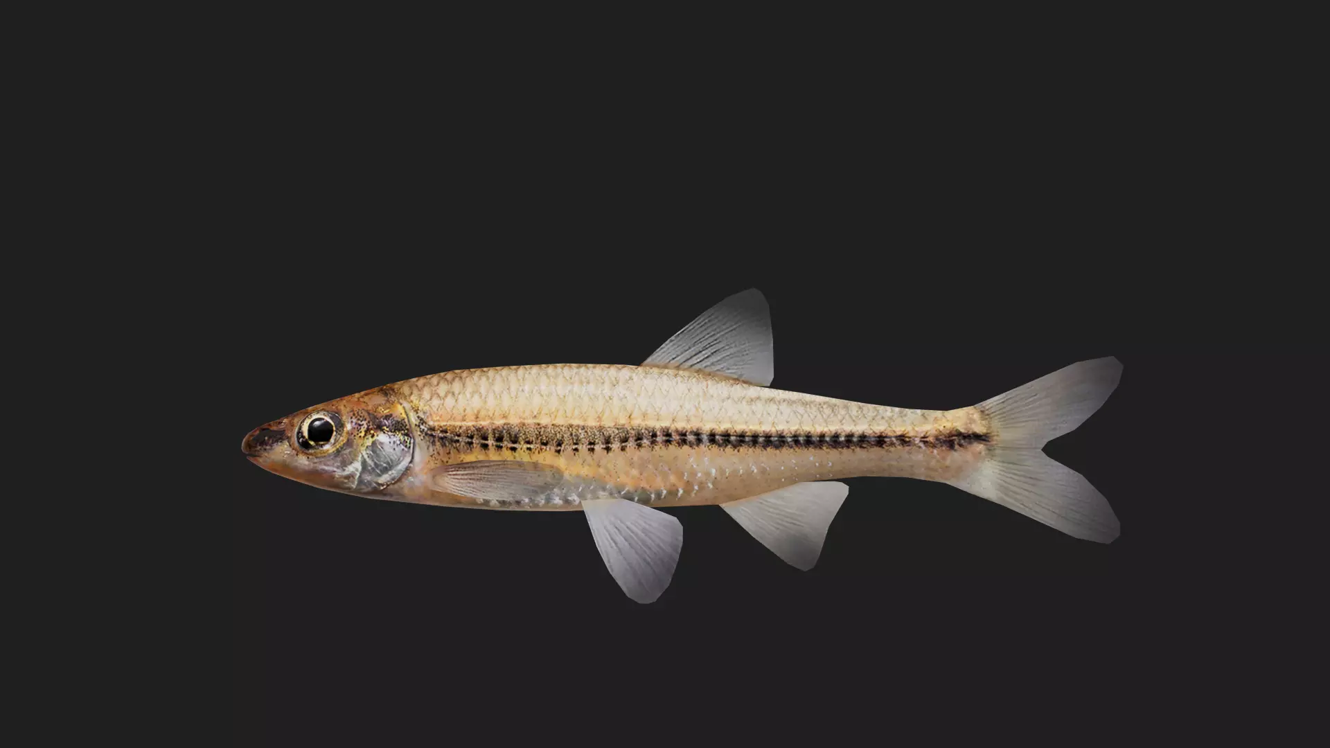 Carp fish Low-poly 3D model