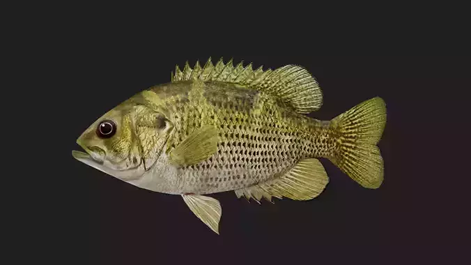 Rockbass fish