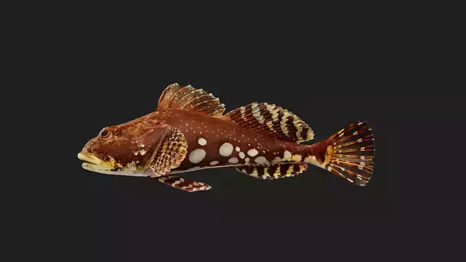Sculpin
