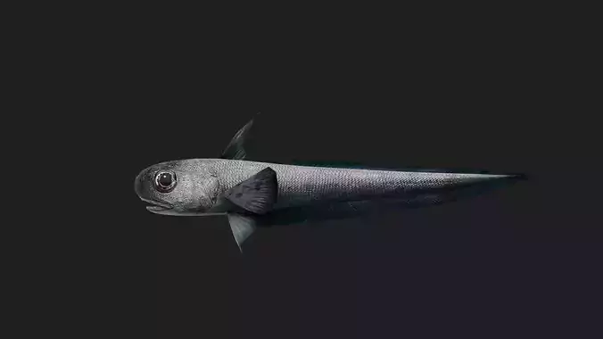 Rattail Low-poly 3D model