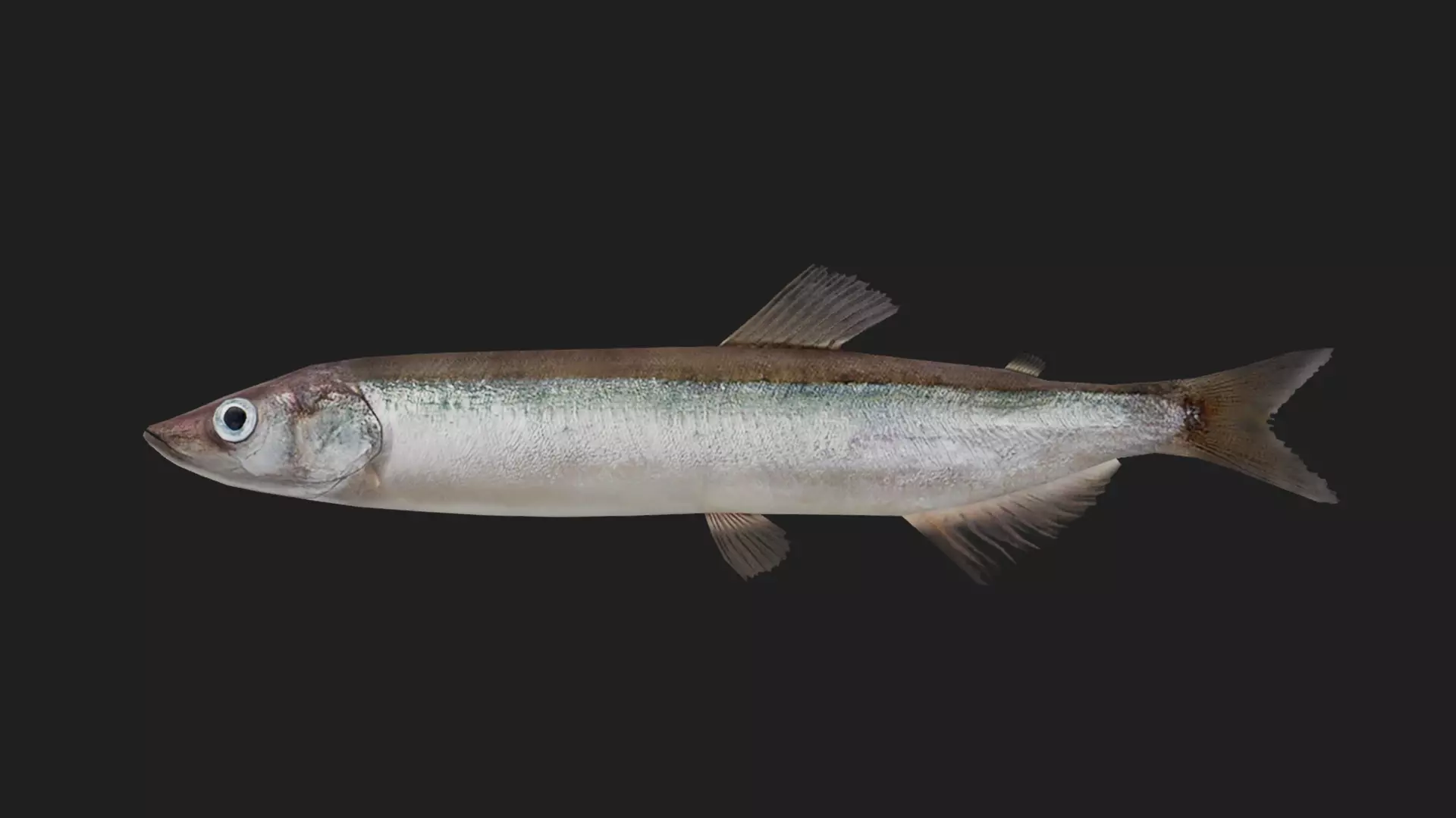 Capelin Low-poly 3D model_0