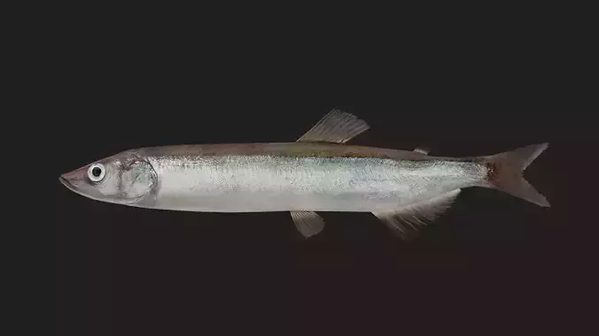 Capelin Low-poly 3D model