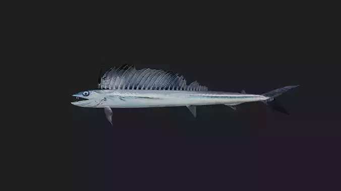 Lancetfish Low-poly 3D model