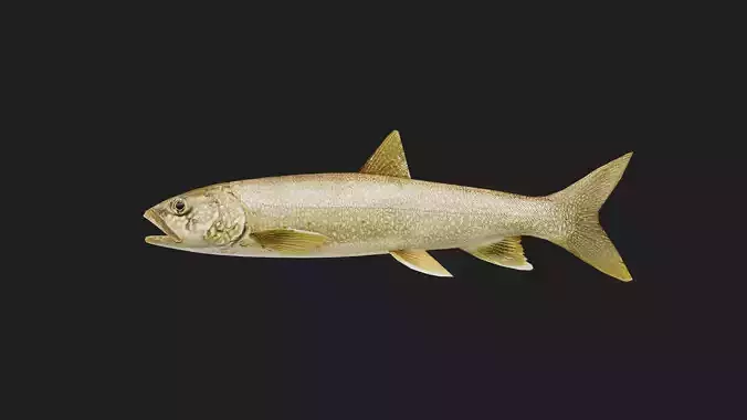 Trout Low-poly 3D model