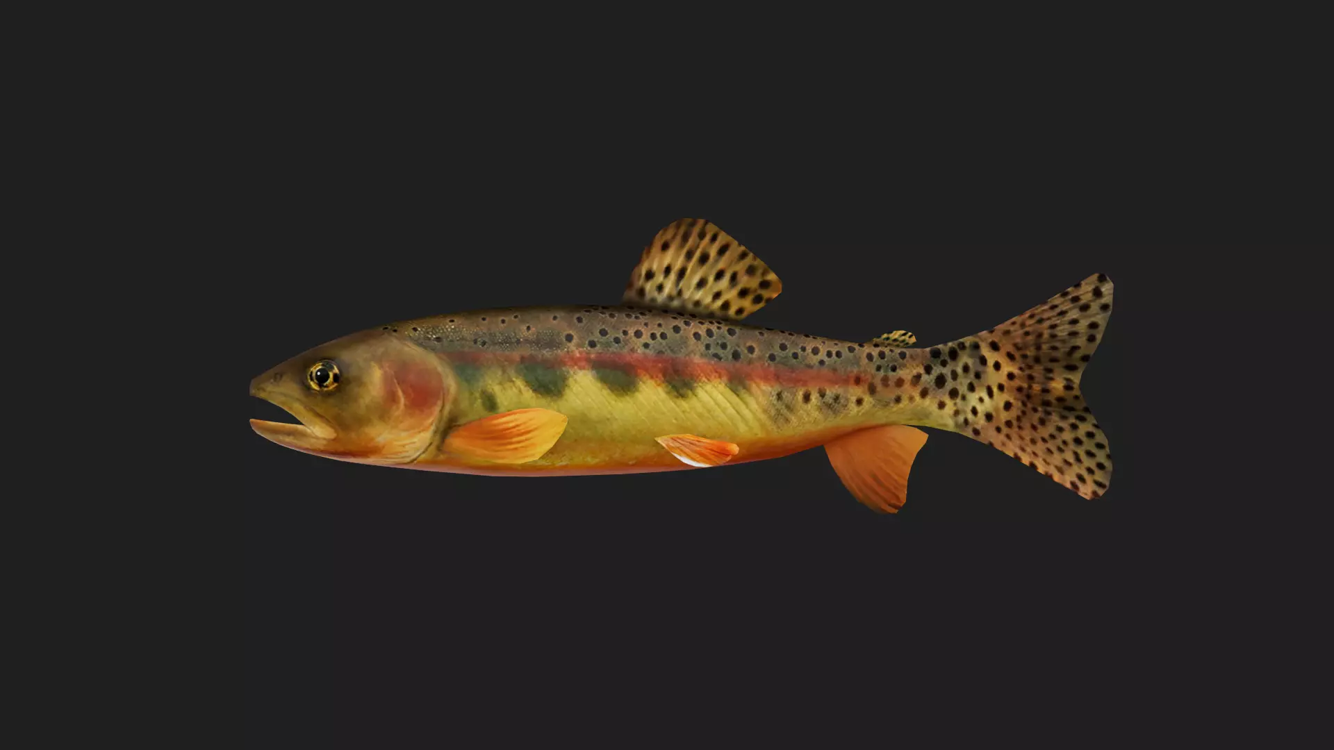 Trout Low-poly 3D model_0