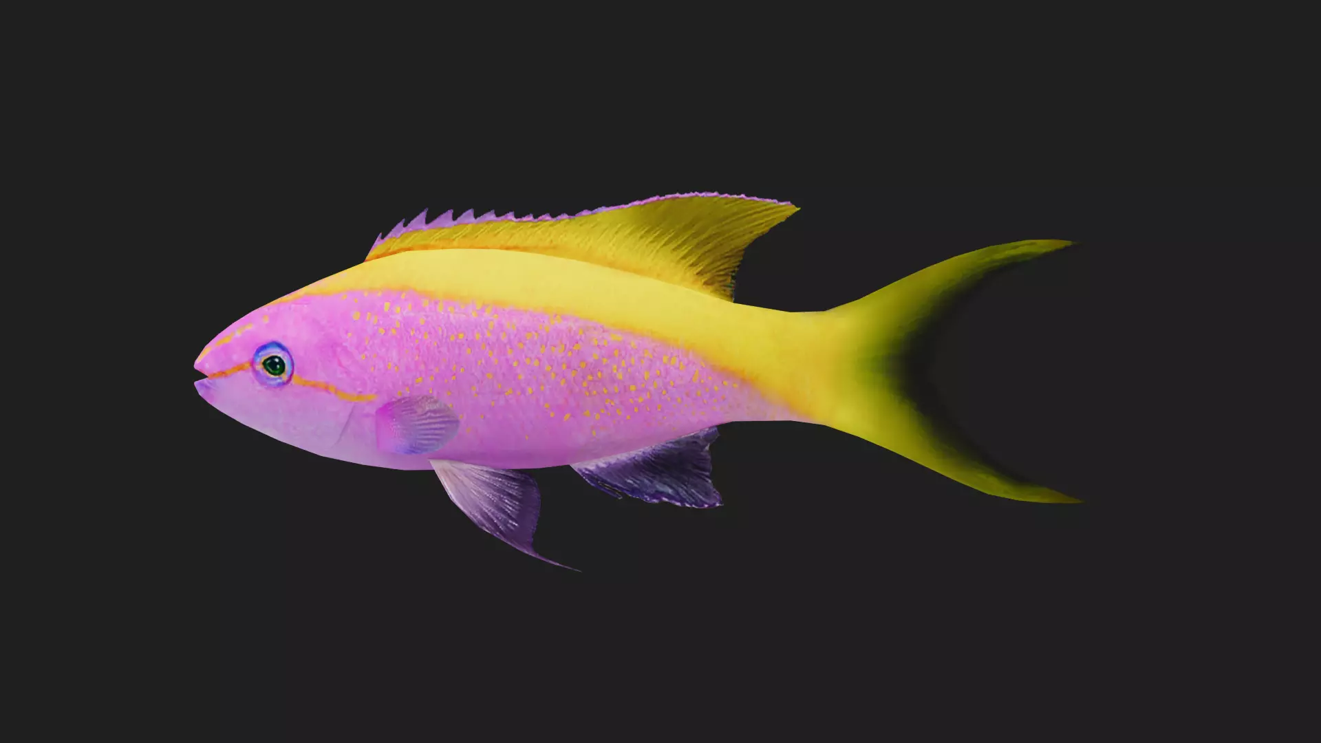 Serranidae Low-poly 3D model