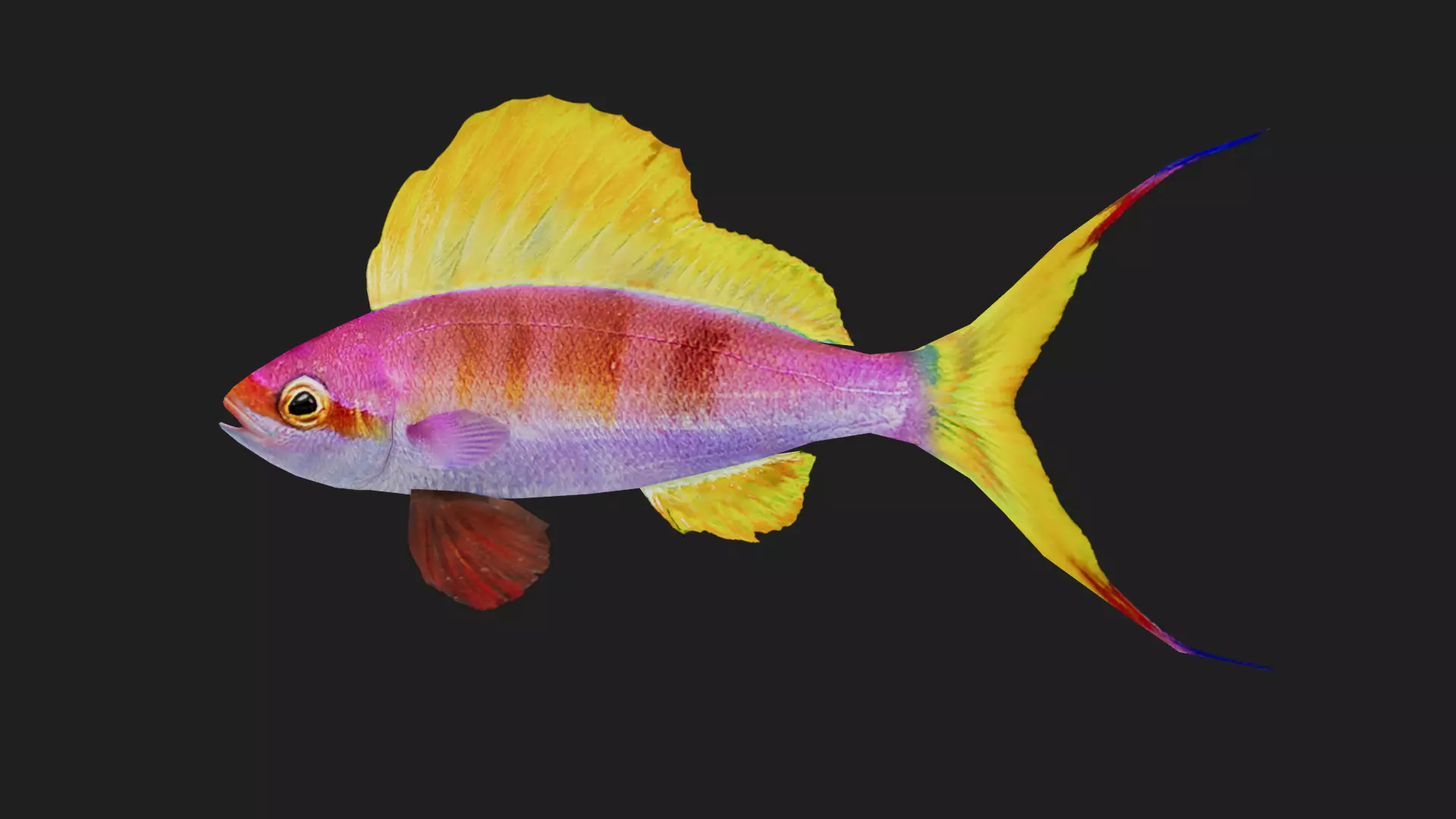 Serranidae Low-poly 3D model_0