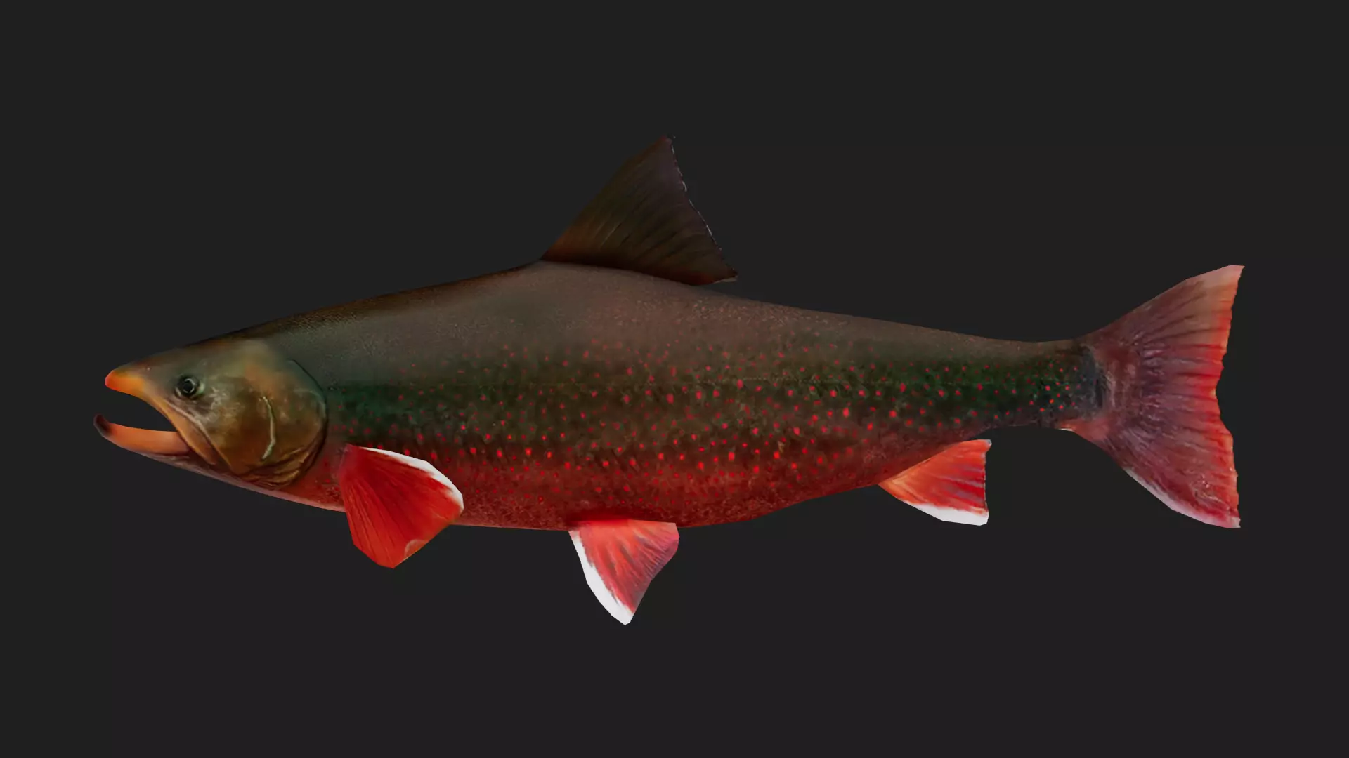Salmon Low-poly 3D model