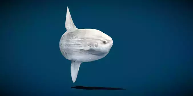 Ocean Sunfish Mola  3D model