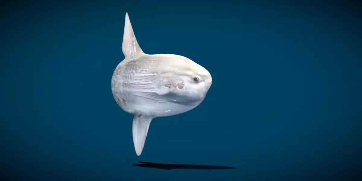 Ocean Sunfish Mola 3D model