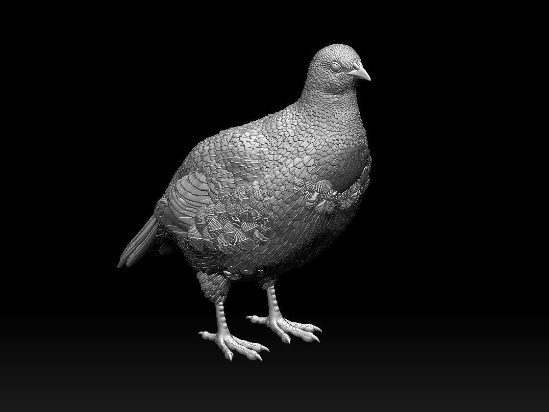 partridge 3D print model_17