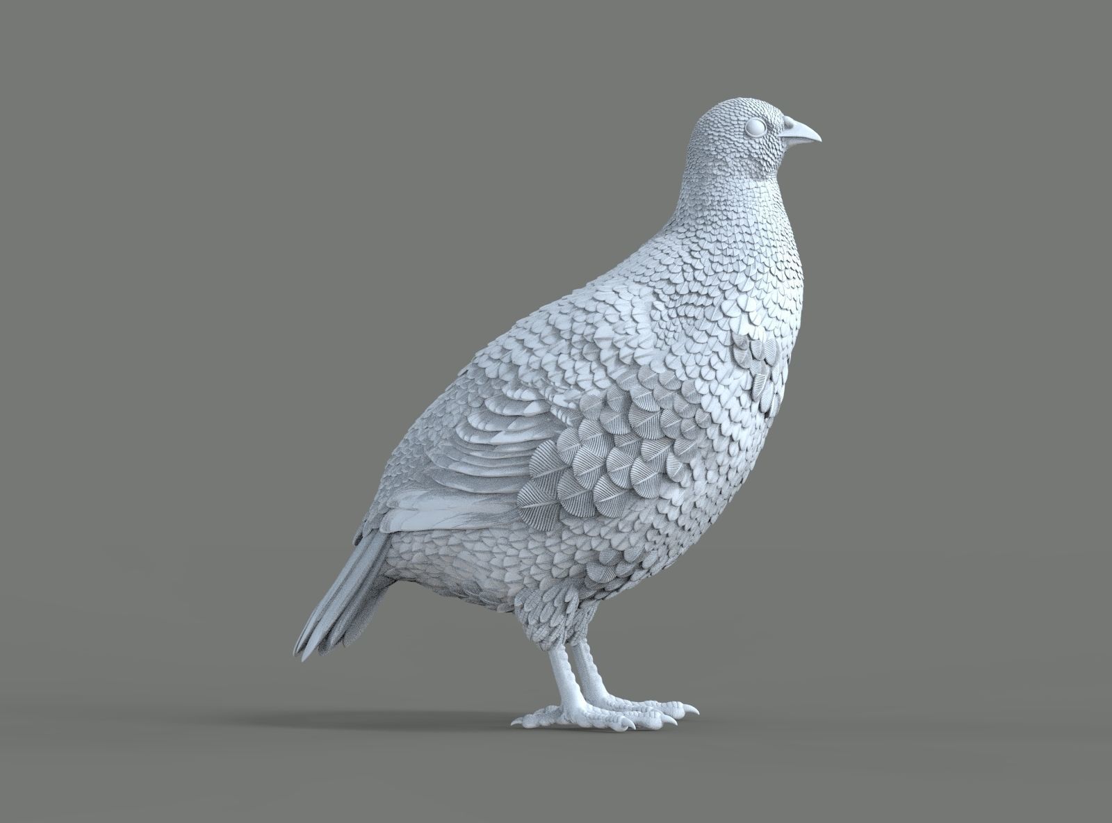 partridge 3D print model_6