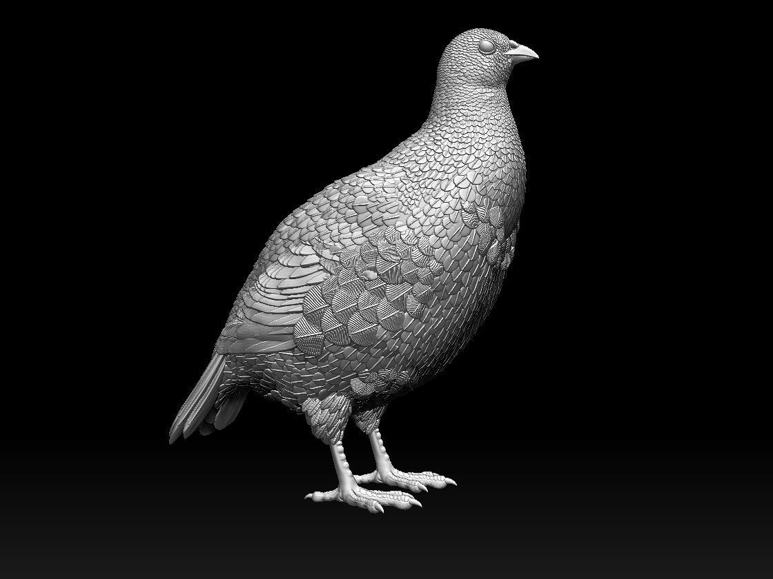 partridge 3D print model_9