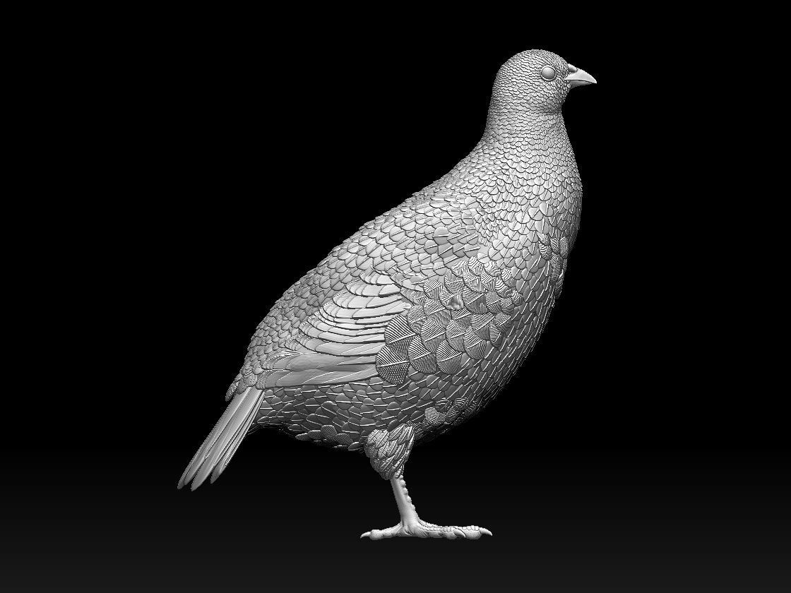 partridge 3D print model_21