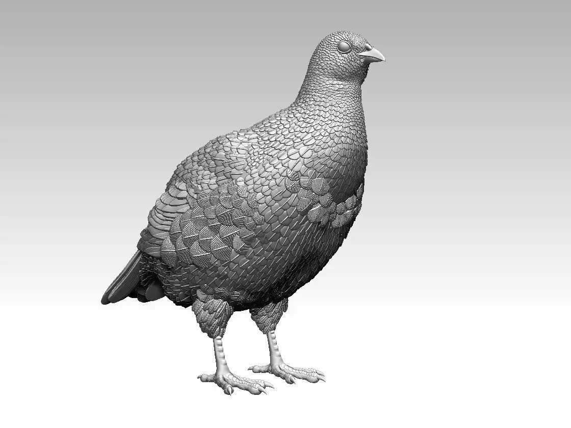 partridge 3D print model_0