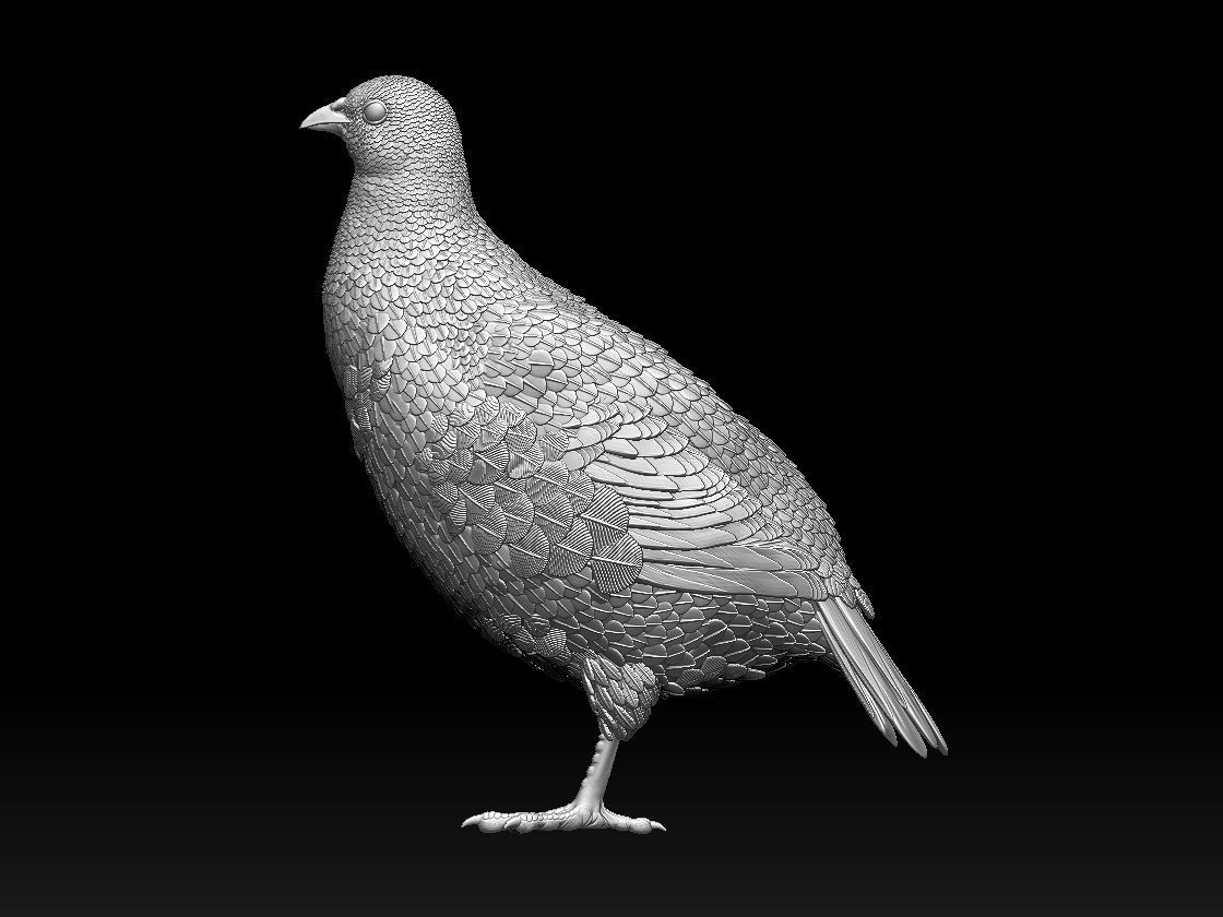 partridge 3D print model_7