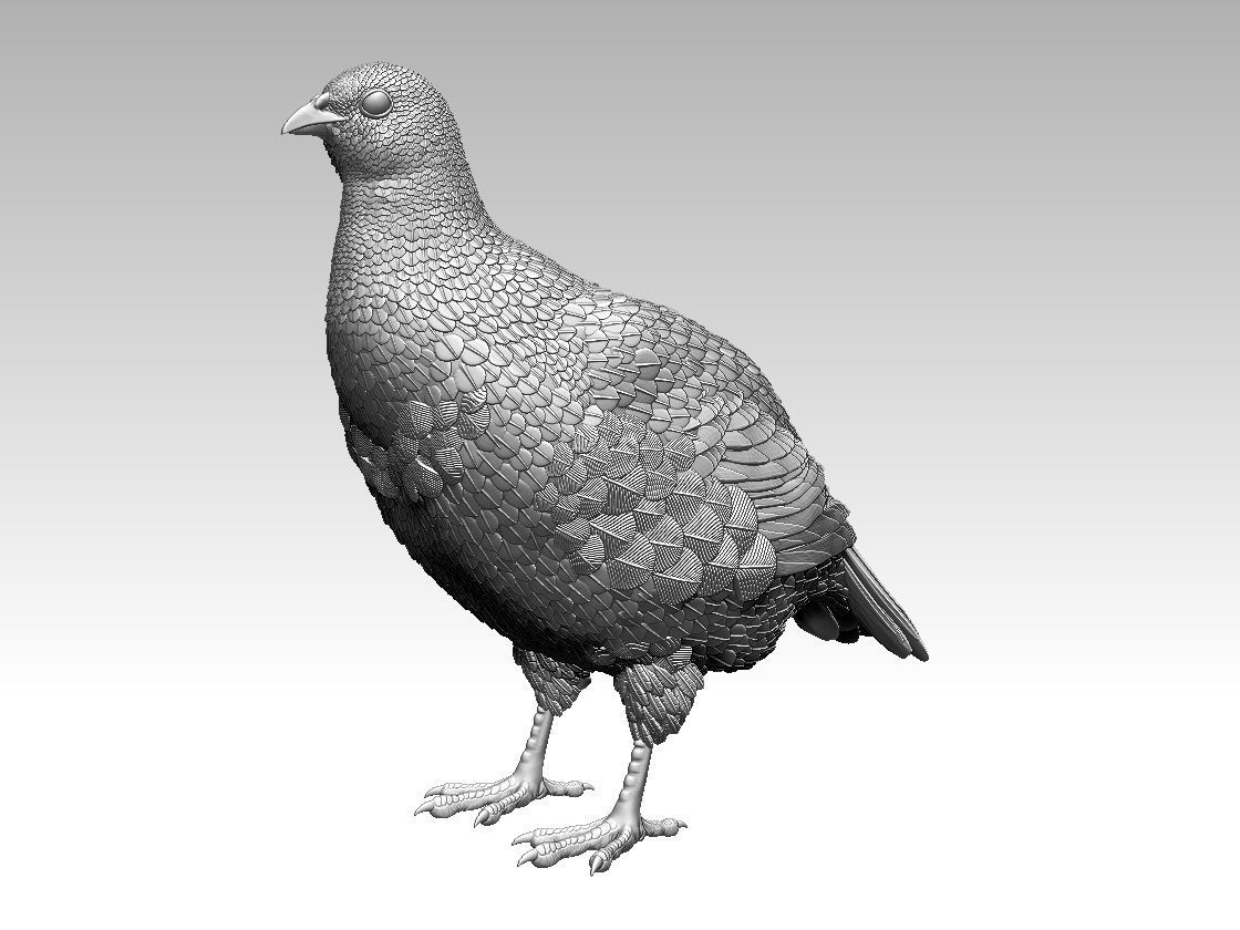 partridge 3D print model_1