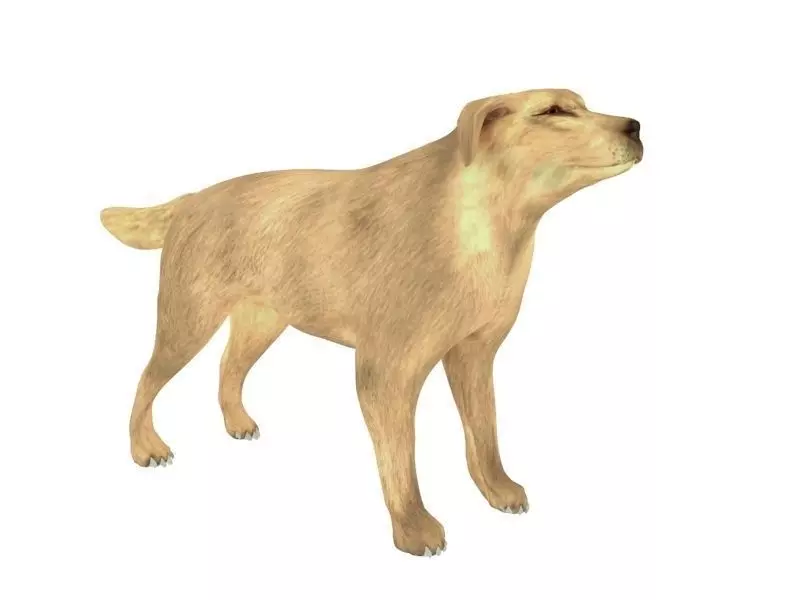 Cute doggy Free 3D print model