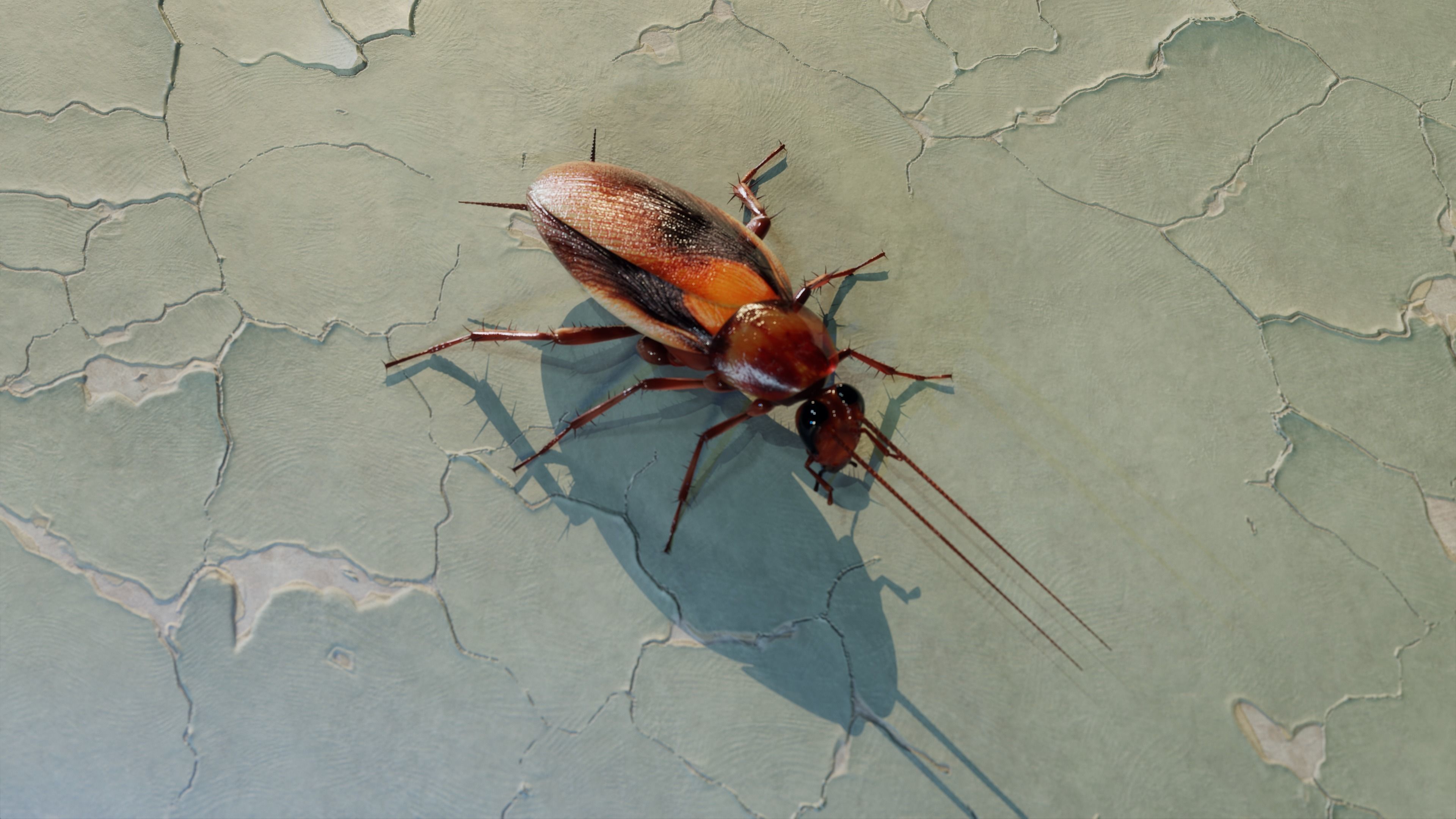 Realistic Cockroach 3D Model Rigged and PBR Textured 3D model_3