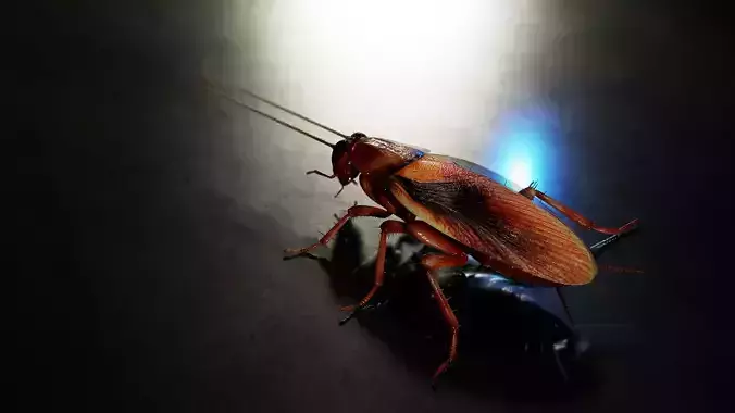 Realistic Cockroach 3D Model Rigged and PBR Textured 3D model